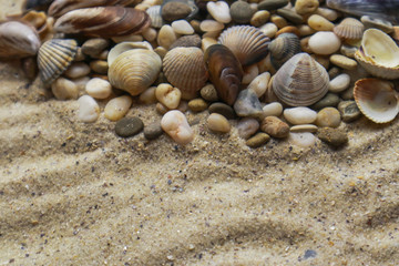 Sea shells on san with space for text