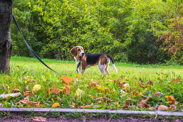 A smart beagle puppy on a walk in the city Park. Tricolor Beagle puppy is watching a peaceful...