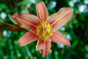 lily on green background