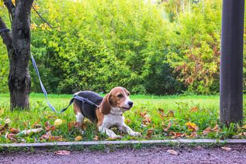 A smart beagle puppy on a walk in the city Park. Tricolor Beagle puppy is watching a peaceful...