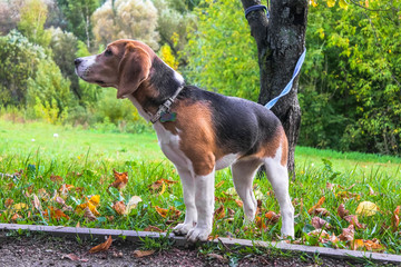 A smart beagle puppy on a walk in the city Park. Tricolor Beagle puppy is watching a peaceful...