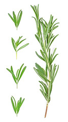 Rosemary twig and leaves isolated on white background, close-up.
