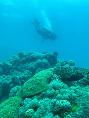 Naklejka na ściany i meble coral reef and scuba diver