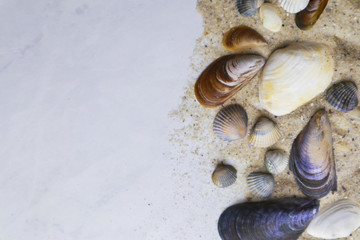 Seashells and pebbles on sand with space for text