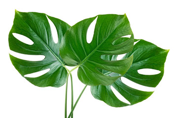 Fototapeta na wymiar Tropical jungle monstera leaves isolated on a white background