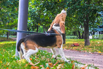 A smart beagle puppy on a walk in the city Park. Tricolor Beagle puppy is watching a peaceful...