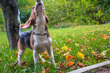 A smart beagle puppy on a walk in the city Park. Tricolor Beagle puppy is watching a peaceful...