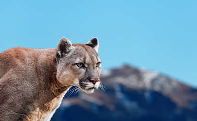 Fototapeta na wymiar Portrait of a cougar, mountain lion, puma, panther, striking a pose on a fallen tree, winter mountains