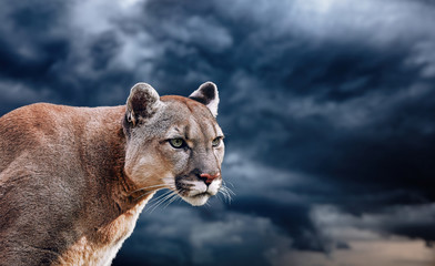 Obraz premium Portrait of a cougar, mountain lion, puma, panther, striking a pose on a fallen tree, winter mountains, against the background of storm clouds