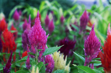 Celosia with a bright color and shape of inflorescences, similar to the flame. Celosia is a garden ornamental plant.