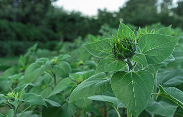 Sunflower bud dismissed in the summer garden.
