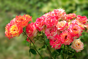colorful roses in summer garden