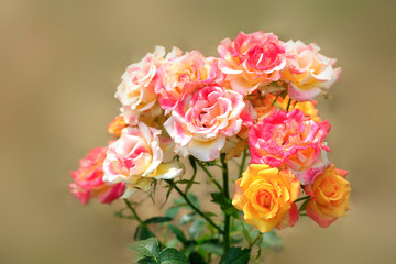 colorful roses in summer garden