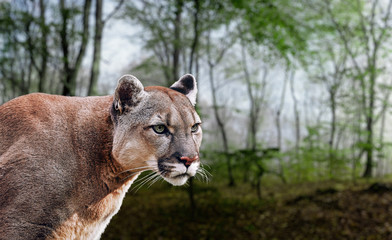 Portrait of Beautiful Puma. Cougar, mountain lion, puma, panther, striking pose, scene in the woods, wildlife America