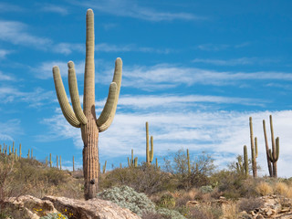 Cactus on Desert Mountain, Sky Island Byway