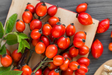 fresh red berries of Dog rose Rosehips, types Rosa canina hips. Medicinal plants and herbs composition