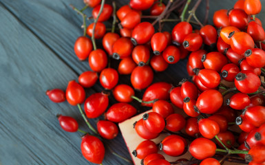fresh red berries of Dog rose Rosehips, types Rosa canina hips. Medicinal plants and herbs composition