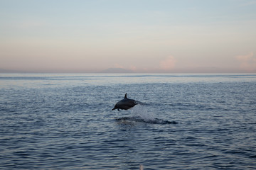 Single wild dolphin jumping in the sea with sunset sky