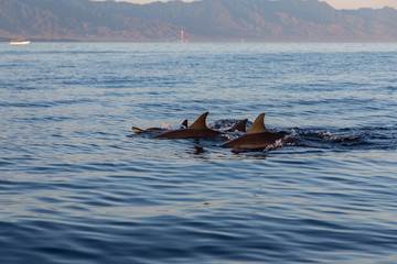 View of a group of wild dolphins swimming in Lovina beach, Bali