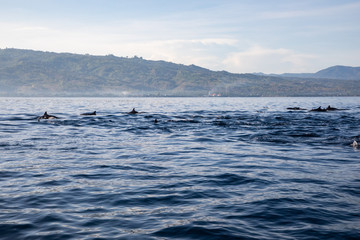 Obraz premium View of a group of wild dolphins swimming in Lovina beach, Bali