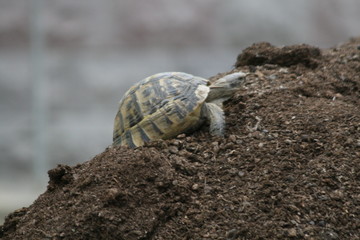 Obraz premium Big turtle in the city. Ankara, Turkey.