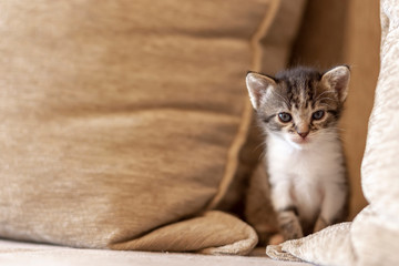 Kitten playing on the couch