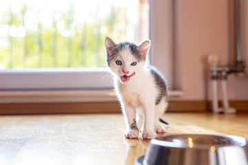 Baby cat licking milk