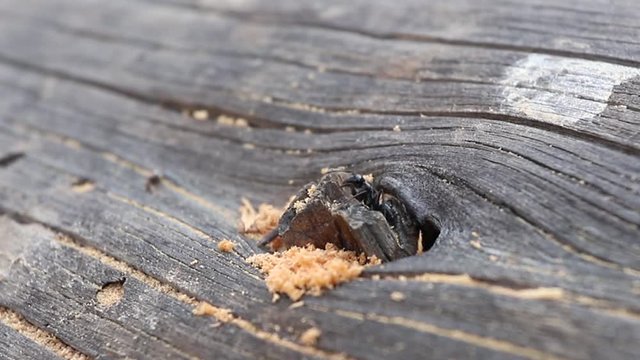 Carpenter Ants