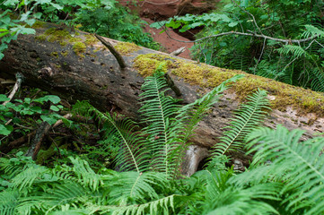 Fern bush on the background of an old fallen tree in the forest