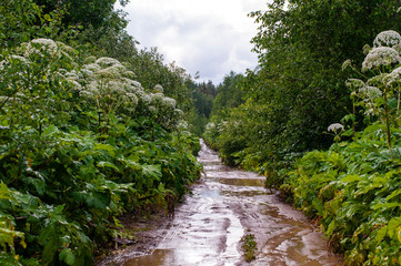 Fototapeta na wymiar Dirt road among the woods and thickets of hogweed during rain, huge puddles and streams