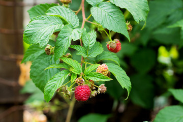 Ripe and soon ripe raspberries on a branch of a raspberry