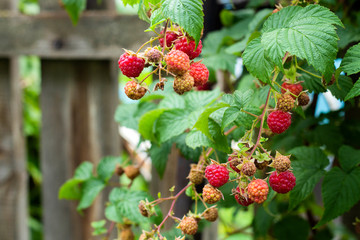 Ripe and soon ripe raspberries on a branch of a raspberry