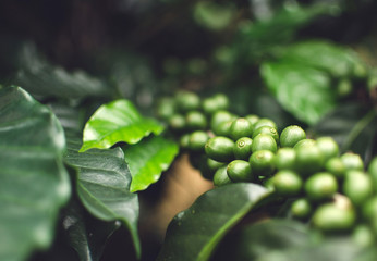 Green Coffee