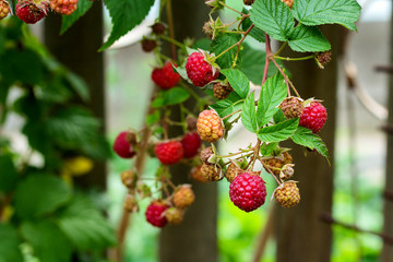 Ripe and soon ripe raspberries on a branch of a raspberry