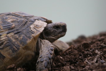 Big turtle in the city. Ankara, Turkey.