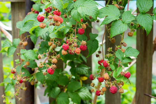 Ripe and soon ripe raspberries on a branch of a raspberry