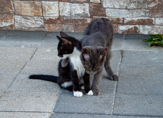 Grey kitten hugs her black and white brother