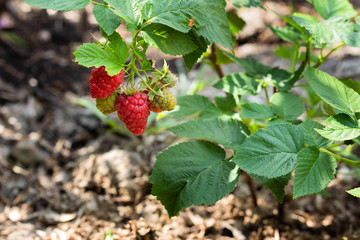 Red raspberry branch with berry grows in the garden