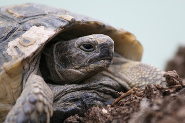 Big turtle in the city. Ankara, Turkey.