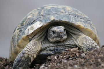 Big turtle in the city. Ankara, Turkey.