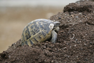 Big turtle in the city. Ankara, Turkey.