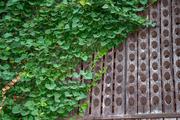 Decorative wooden wall covered with green ivy