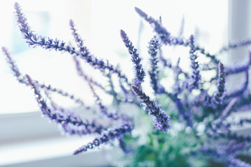 Sage flowers, Salvia officinalis on a light background in blur on window background