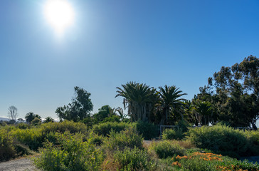 Fototapeta na wymiar Nice sunlight and blue sky landscape with at Palo Alto, California , USA