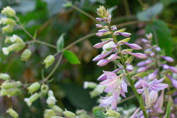 Blooming Hosta Flower in summer garden. Beautiful purple flowers of Hosta Lancifolia on the delicate natural background.