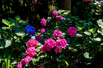 宝八幡のアジサイ