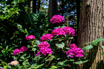 宝八幡のアジサイ