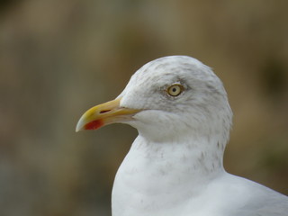 Oiseau 