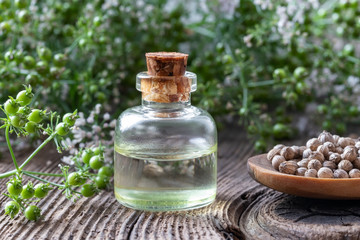 A bottle of coriander essential oil with cilantro plant