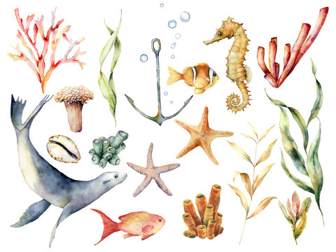 Watercolor underwater wildlife set. Hand painted coral reef, sea lion, tropical fish, anchor, seahorse and laminaria isolated on white background. Aquatic illustration for design, print or background.